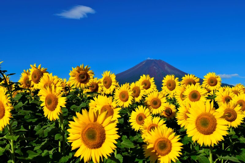 夏季休暇のおしらせ!